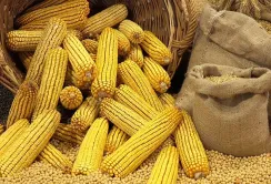 Ціни на кукурудзу зростають, але виробники не поспішають її продавати