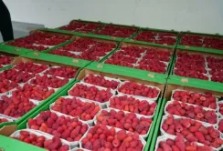 Високих цін на малину ніхто не чекає – результати опитування