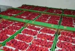 В Україні значно знизились ціни на малину