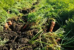 Ціни на моркву на Кіровоградщині вдвічі нижчі, ніж минулорічні