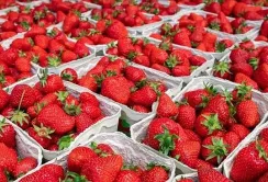 Дефіциту полуниці немає: ціни втричі нижчі, ніж минулого року