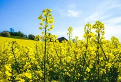 Ціни на ріпак продовжуватимуть зростати