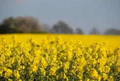 Аграрії не поспішають продавати ріпак