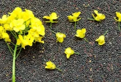 Попит з боку країн ЄС підвищив ціни на ріпак
