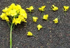 Аналітики очікують подальшого зниження цін на український ріпак