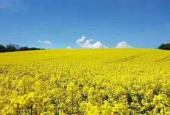 Ціни на ріпак будуть падати й надалі, – аналітики