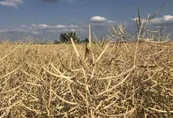 Ціни на ріпак в Україні падають слідом за світовими