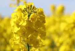 Ціни на ріпак знижуються: трейдери очікують на новий врожай