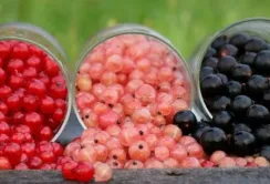 Сезон реалізації смородини розпочався зі зниження цін