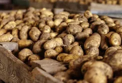 Ціни на торішню картоплю в Україні злетіли на 27%