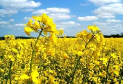 Ціни на український ріпак зростають