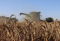 Ціни на українську пшеницю у травні зросли на 25-30%