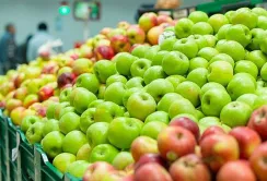 Ціни на яблука перевищують минулорічні на 61%