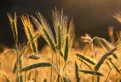 Ціни на ячмінь за тиждень зросли на 2,6%