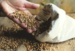 На ринку зернових ціни стабільно знижуються