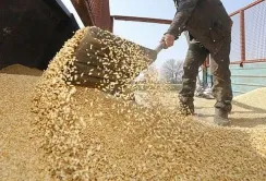 Ціни на зерно впродовж тижня продовжили знижуватись
