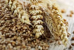 Ціни на зерно в Україні: зміни на 21 квітня