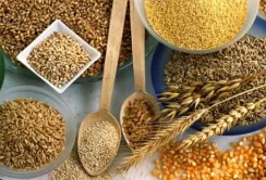 Ціни на зернові та олійні: кукурудза дорожчає, пшениця під тиском ринку