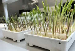 Corteva Agriscience локалізувала перевірку якості обробки насіння, виробленого в Україні