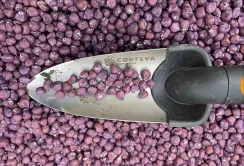 Corteva Agriscience продовжує оновлювати свій насіннєвий портфель для підтримки українських фермерів