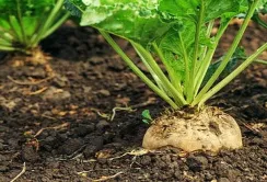 Цукрові буряки на Вінниччині: засіяно 90% запланованих площ