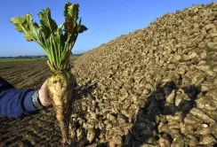 Україна може суттєво наростити виробництво цукру