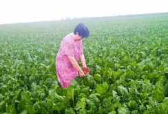 Стан посівів цукрового буряку на Київщині оцінюється як добрий