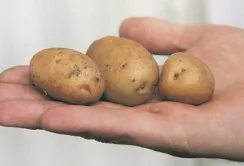 Завищені звіти про врожай стали причиною дефіциту картоплі в Казахстані