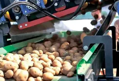 Дефіцит крохмалю стимулює переробку картоплі на Львівщині