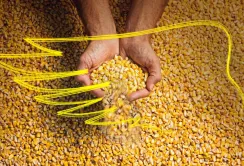 Український рекорд у конкурсі врожайності кукурудзи Monsanto 15,3 т/га