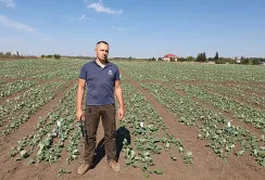 Пізній посів ріпаку – на що звернути увагу агрономам