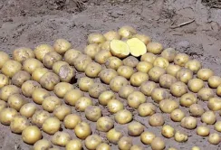 На базі Агріко Україна в Київській області відбувся день поля, присвячений питанням картоплярства
