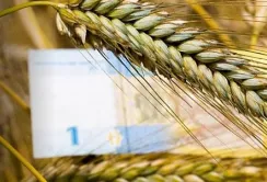 Державна підтримка фермерів у 2025 році: що передбачено в бюджеті