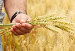 Державні програми підтримки аграріїв будуть діяти і цьому році, – Тарас Висоцький