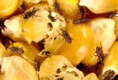 Українські морози знищують амбарних шкідників