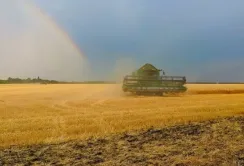 Через дощі жнива в багатьох регіонах затягуються