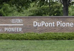 DuPont Pioneer виведе на ринок надсучасні гібриди кукурудзи
