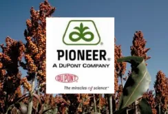 DuPont Pioneer отримуватиме нові гібриди сорго вдвічі швидше