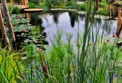 Українські школярі створили робот для очищення води у водоймах