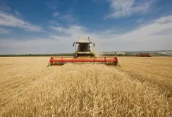 Аграрії змушені через посуху завчасно починати збір озимих