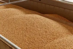 У червні Україна змогла відправити на експорт 237 тис. тонн агропродукції