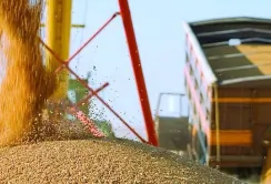 У серпні зріс експорт агропродукції автомобільним і залізничним транспортом
