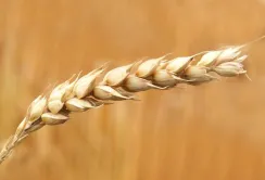 Через складнощі з експортом агропродукції Україна може втрачати до $800 млн щомісяця, – МВФ