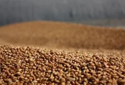 Експорт агропродукції поступово зростає