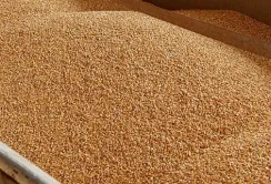 Експорт агропродукції у грудні може перевищити 5 млн т