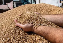 Україна в цьому році зможе збільшити експорт агропродукції на 15%, – USAID