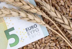 Експорт агропродукції з України до сусідніх країн ЄС скоротився на 43%