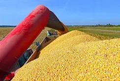 Українська кукурудза користується стабільним попитом з боку Китаю