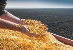 USDA підвищив прогноз експорту кукурудзи для України