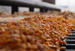 Кукурудза стала лідером українського експорту на початку 2025 року